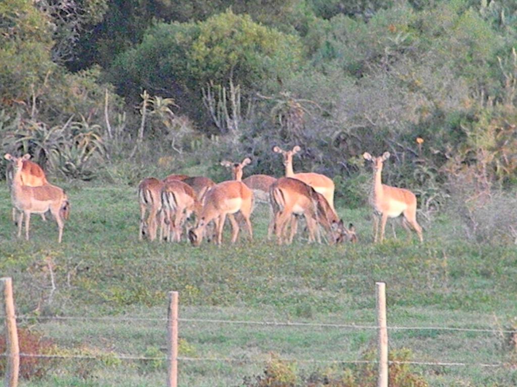 فندق The Hexagon Wildlife Conservation Uitenhage المظهر الخارجي الصورة